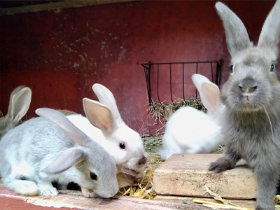 Bild på kaniner